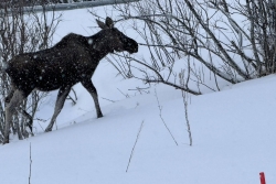 Ski de Randonnée en Norvège du 4 au 12 avril 2025